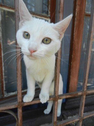 Yungay Street Cat