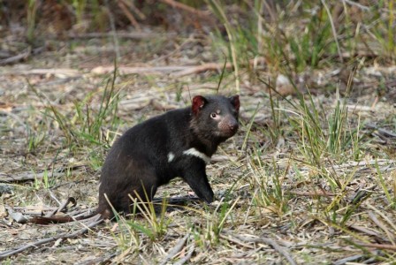 Tasmanian Devil