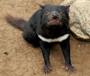 Tasmanian_devil_head_on