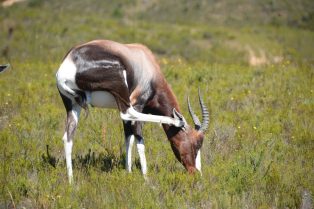 Botlierskop