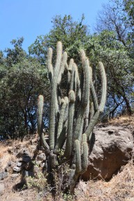 Santuario de La Naturaleza El Arrayán