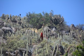 Santuario de La Naturaleza El Arrayán