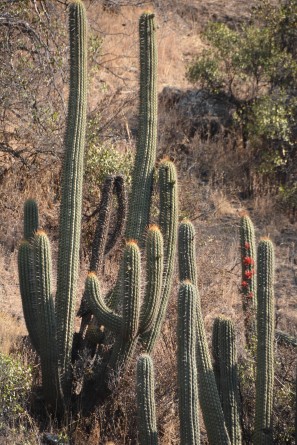 Santuario de La Naturaleza El Arrayán
