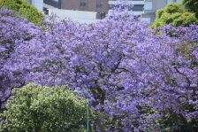 Jacaranda Trees