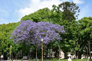 Jacaranda Trees