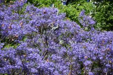 Jacaranda Trees