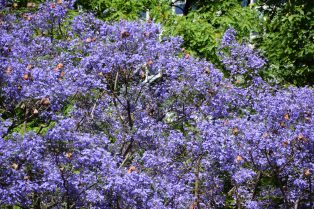 Jacaranda Trees