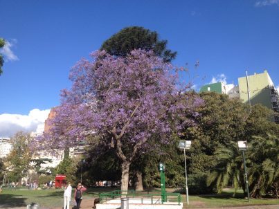 Jacaranda Tree at Recoleta Cemetery