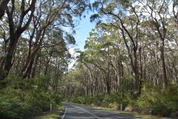 Great Ocean Road Drive
