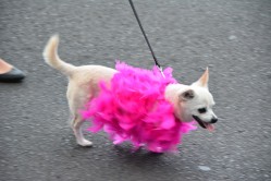 Auckland Pride