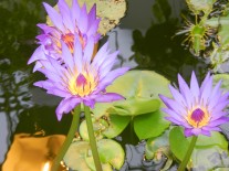 DSCN7772