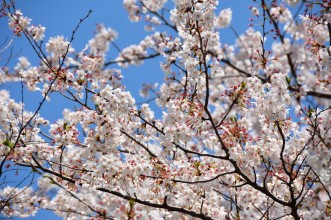 Hanami