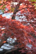 Yanaka