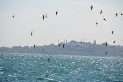 Bosphorus boat tour