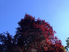 IMG_6576