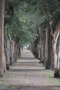 Coyoacán