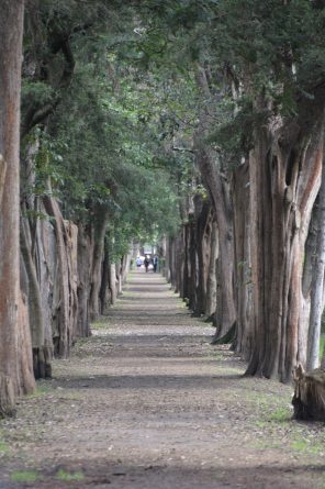 Coyoacán