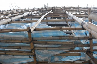 Bamboo scaffolding
