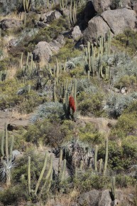Santuario de La Naturaleza El Arrayán